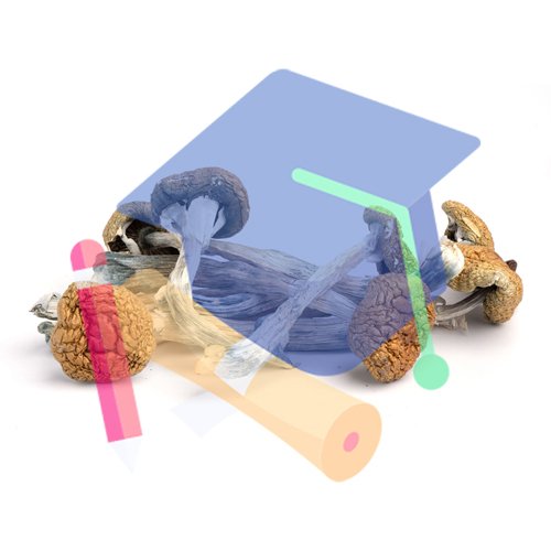 dried Golden Teacher magic mushrooms 8 g