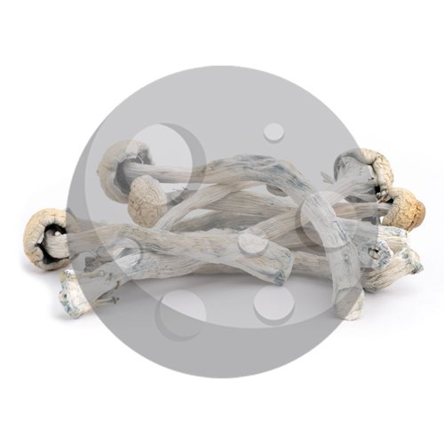 dried Phobos magic mushrooms 8 g